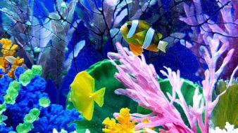 Cute fish pictures wallpaper