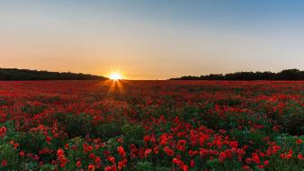 Fields poppies red flowers sun flare wallpaper