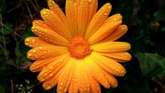 Flowers rain drops petal