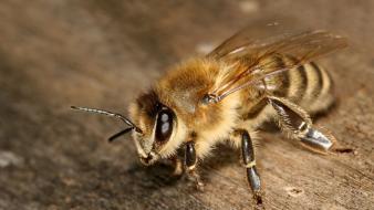 Honey bee wallpaper
