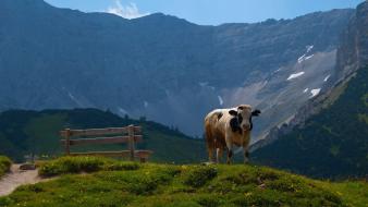 Landscapes nature animals cows