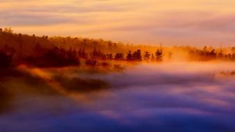 Landscapes nature forests fog sea dawning wallpaper