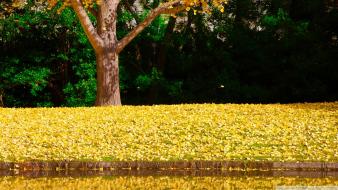 Landscapes nature trees fallen leaves