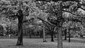 Landscapes nature trees grayscale wallpaper