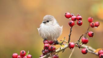 Nature birds animals berries wallpaper