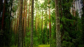 Pine forest background wallpaper