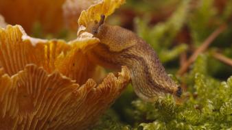 Slugs fungus slug wallpaper
