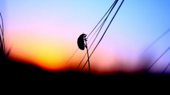 Sunset insects silhouettes blurred ladybirds stalks wallpaper