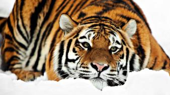 Tiger hd wallpaper