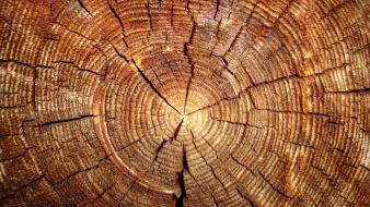 Wood textures tree trunk wallpaper