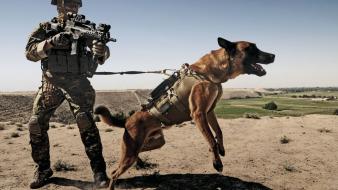 Afghanistan belgian shepherd dog g36c german