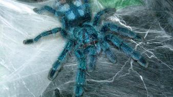 Animals arachnids avicularia versicolor spiders wallpaper