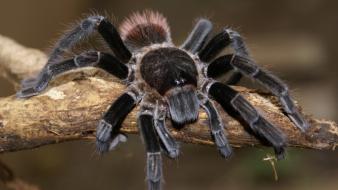 Animals arachnids spiders wallpaper