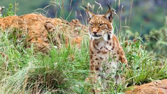 Animals bushes feline lynx wild wallpaper