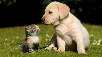 Animals cats dogs nature wallpaper