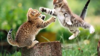 Animals cats kittens wallpaper