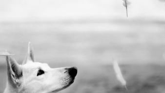 Animals dogs feathers grayscale nature