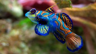 Animals fish mandarinfish nature sea wallpaper