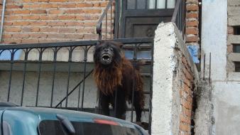Black monsters dogs mexico roar beasts guadalajara jalisco wallpaper