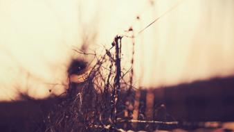 Blurred background bokeh depth of field fences nature