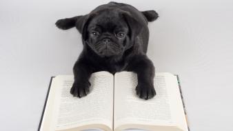 Books dogs pets pug white background wallpaper