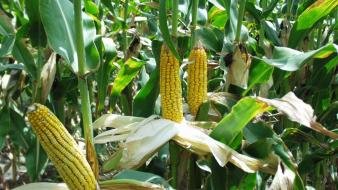 Corn crops vegetables wallpaper