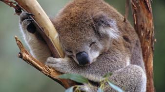 Cute koala sleeping wallpaper