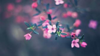 Cute pink flower photography wallpaper