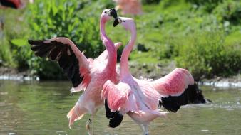 Fighting flamingos water wallpaper