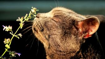 Flowers cats animals closed eyes smell wallpaper