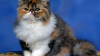 Fluffy persian cat wallpaper