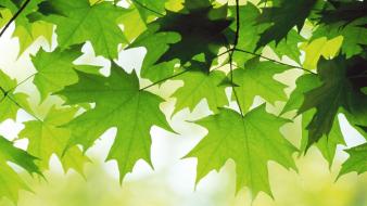 Green maple leaves wallpaper