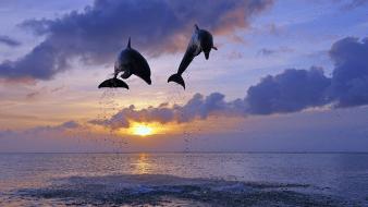 Honduras animals dolphins sea sunset wallpaper