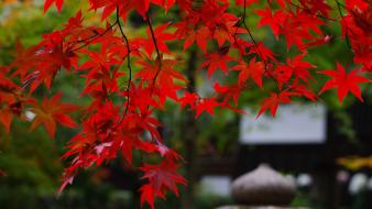 Japanese gardens maple trees wallpaper