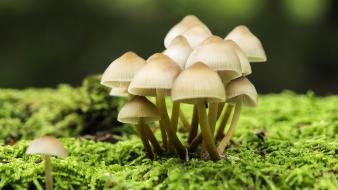 Mushrooms depth of field wallpaper