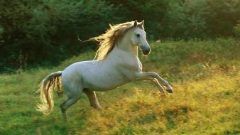 Nature animals horses white horse wallpaper