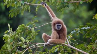 Nature animals monkeys gibbons wallpaper