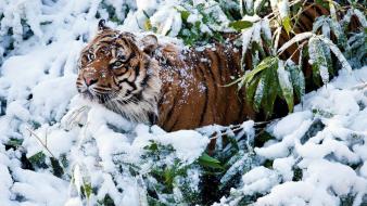 Nature snow cats animals tigers wallpaper