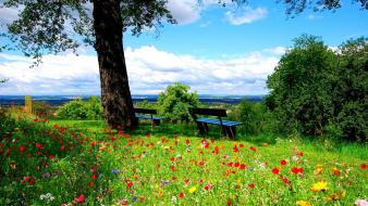 Nature trees flowers park