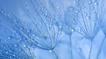 Nature water drops macro dew bing wallpaper