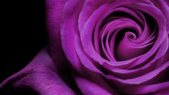 Purple rose flower wallpaper