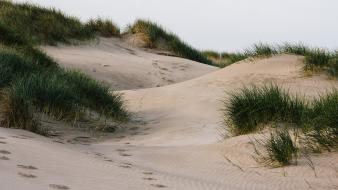Sand grass dunes wallpaper
