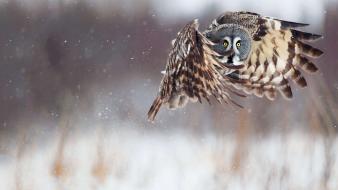 Snow birds animals owls flight wallpaper