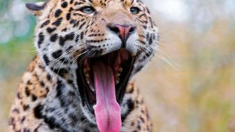 Tongue leopards wallpaper