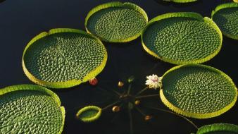 Water nature lily pads lotus flower