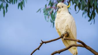 White cockatoo bird wallpaper