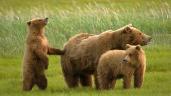 Animals bears grass wild wallpaper