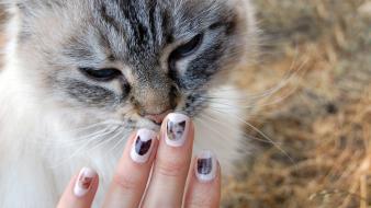 Animals cats nails wallpaper