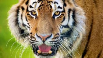 Animals head tigers wild wallpaper
