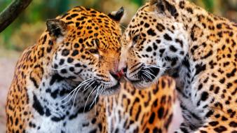 Animals jaguar jaguars wallpaper